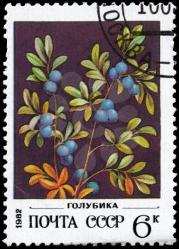 USSR - CIRCA 1982: A Stamp printed in USSR shows image of a Bog Bilberry, series, circa 1982