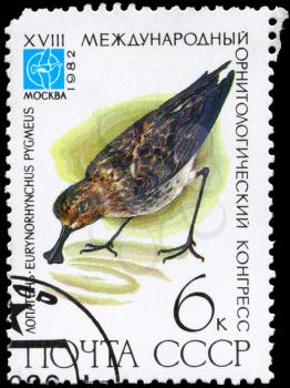 USSR - CIRCA 1982: A Stamp printed in USSR shows image of a Spoon-billed Sandpiper with the inscription Eurynorhynchus pygmeus from the series Rare Birds devoted 18th Ornithological Cong., Moscow,