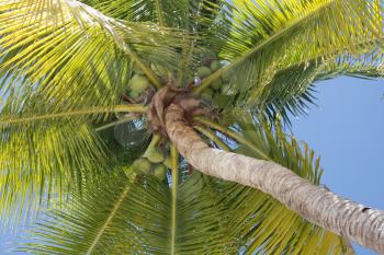 Royalty Free Photo of a Palm Tree