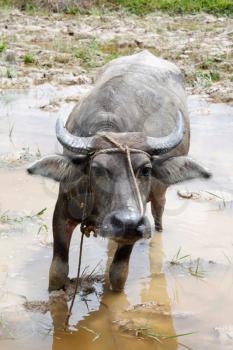 Royalty Free Photo of an Ox