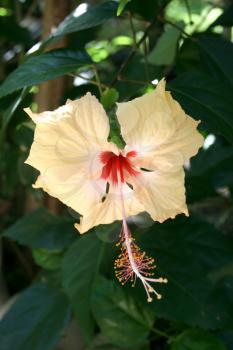 Royalty Free Photo of a Hibiscus Flower