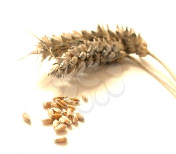 Royalty Free Photo of Wheat