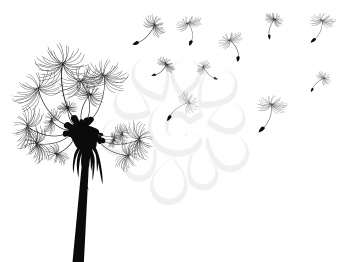 isolated dandelion flying seeds from white background
