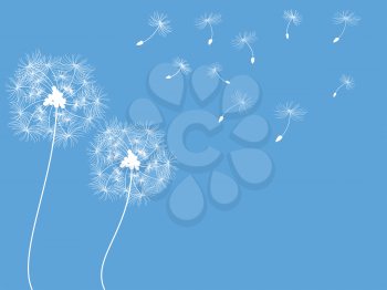 dandelion flying on the blue background