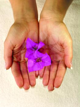 Royalty Free Photo of a Hand Holding Flower Petals