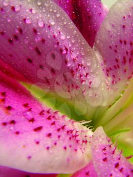 Royalty Free Photo of a Closeup of a Pink Flower