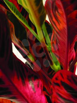 Royalty Free Photo of Red Leaves
