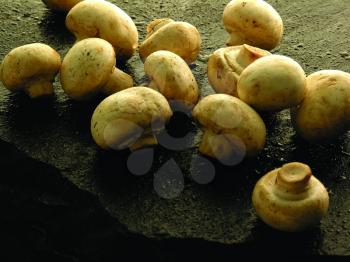 Royalty Free Photo of Mushrooms