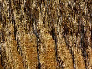 Royalty Free Photo of a Bark Background