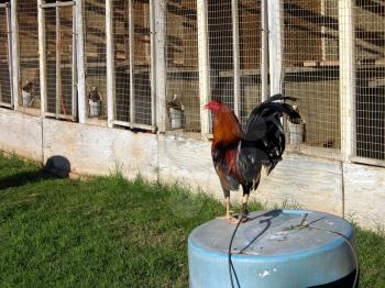Royalty Free Photo of a Rooster by a Chicken Coop