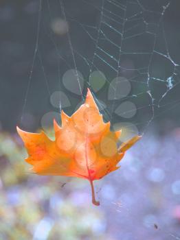 Royalty Free Photo of an Autumn Leaf in a Cobweb