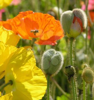 Royalty Free Photo of Bees on Poppies