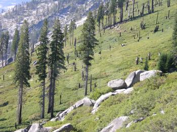 Royalty Free Photo of a Treeline in the Sierra Nevada