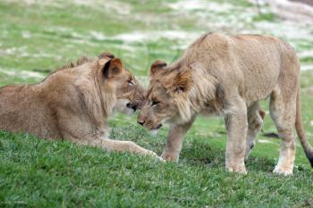 Royalty Free Photo of Two Lions