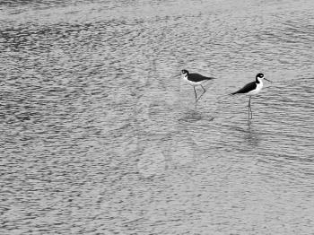 Royalty Free Photo of Birds in Water