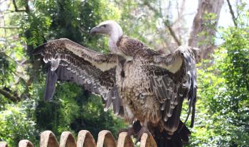 Royalty Free Photo of a Vulture