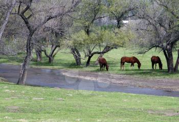 Royalty Free Photo of Horses Near a Stream