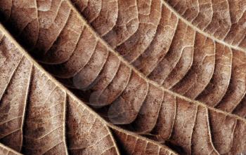 Royalty Free Photo of a Brown Leaf