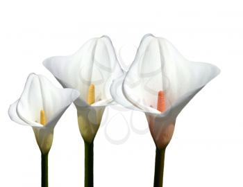 Royalty Free Photo of Calla Lilies
