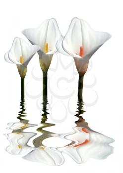 Royalty Free Photo of Calla Lilies