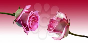 Royalty Free Photo of Pink Roses