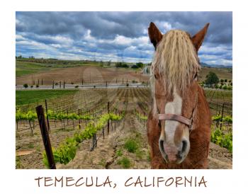 Royalty Free Photo of Temecula California With a Belgian Draft Horse and Vineyards