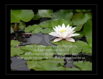 Royalty Free Photo of a Waterlily
