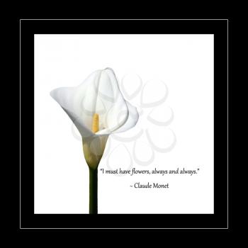 Royalty Free Photo of a Calla Lily