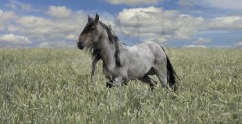 Royalty Free Photo of a Horse in a Field