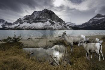 Snow-capped Bow Lake in Alberta Canada's Rockie Mountains. Rocky Mountain sheep.