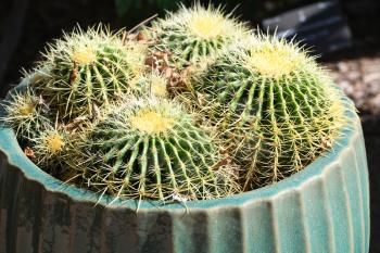 Royalty Free Photo of a Barrel cactus in pot - desert plants