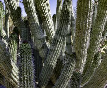 Royalty Free Photo of Desert Cactus