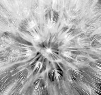Royalty Free Photo of a Dandelion Close Up