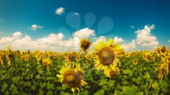 Royalty Free Photo of a Field of Sunflowers