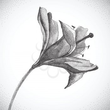 Flower. Black and white Dotwork. Vintage engraved illustration style