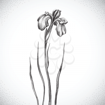 Flower. Black and white Dotwork. Vintage engraved illustration style