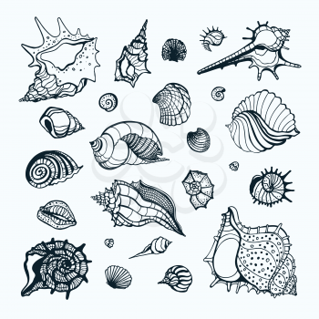 Set with various sea shells. Vector hand drawn illustration.