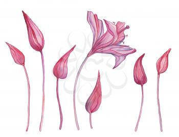 Abstract Flowers. Hand painted Watercolor botanical illustration