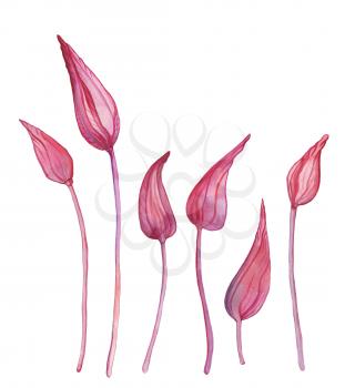 Abstract Flowers. Hand painted Watercolor botanical illustration