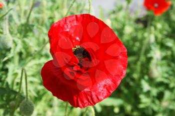 Royalty Free Photo of a Red Poppy