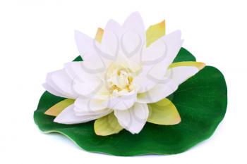 Royalty Free Photo of a Lotus Flower