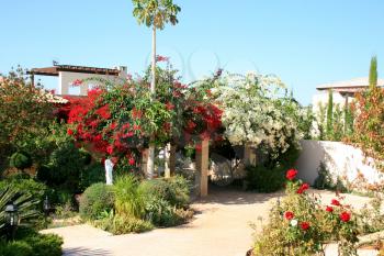 Royalty Free Photo of a Bougainvillea Flowers in Front of a House in Cyprus