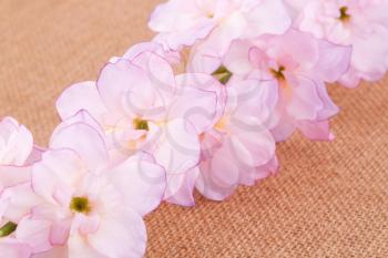 Pink fabric flowers on canvas background, closeup picture.