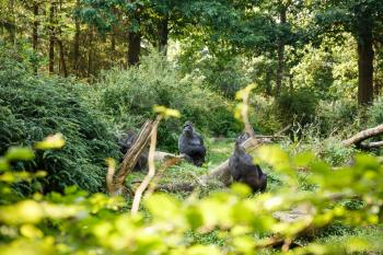 The group of Western lowland gorillas in the zoo.
