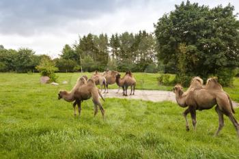 The group of camels in the zoo.