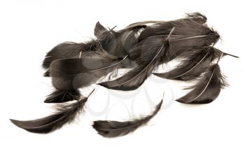 Black feathers isolated on a white background.