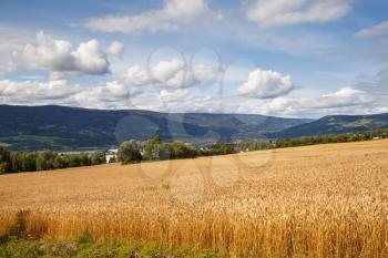Landscape with wheat field, trees and mountains in Norway.