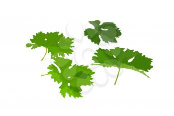 Grapes green leaf with vine tendril. Vector