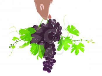 Branch of black grapes hold in hand with green leaf.. Vector