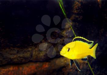 Aquarium Fish- Cichlid Hummingbird Yellow.(Labidochromis caeruleus)